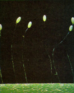 Green Lacewing: the Backyard Jungle, Part V Image
